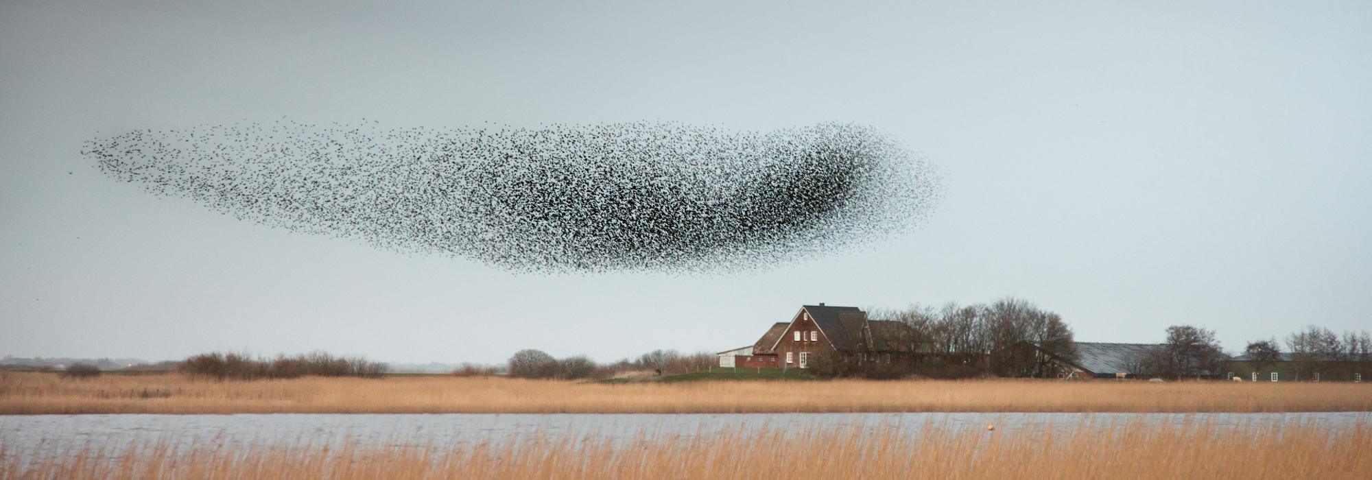 Sort Sol i Sønderjylland