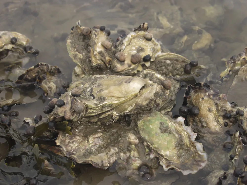 Oyster- and Mussels Safari