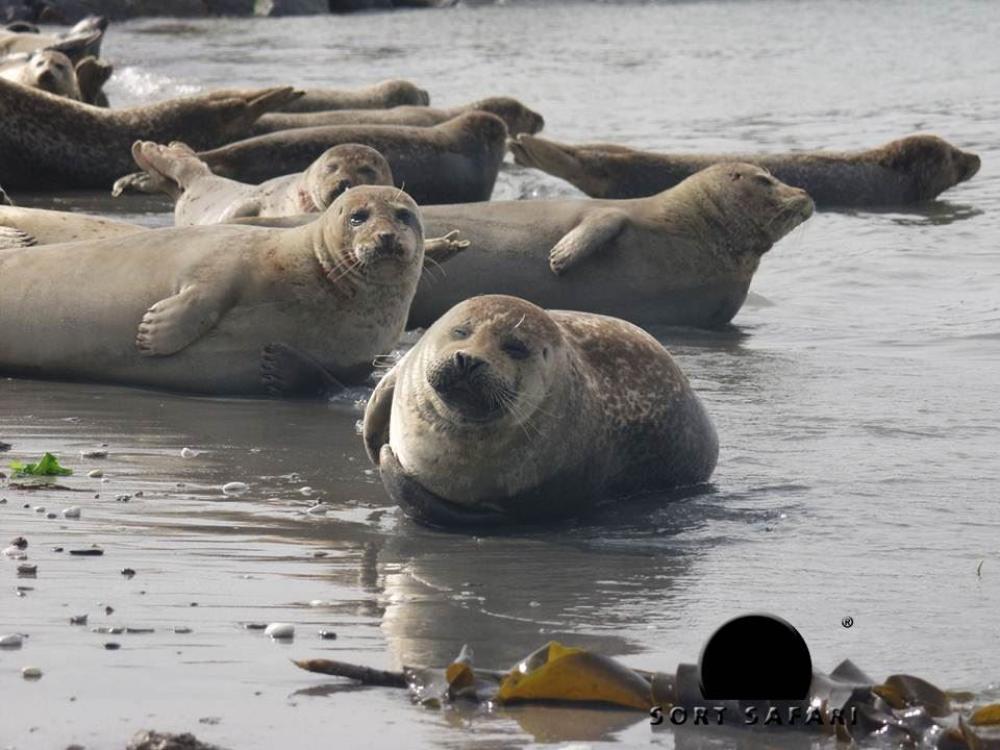 Seal Safari