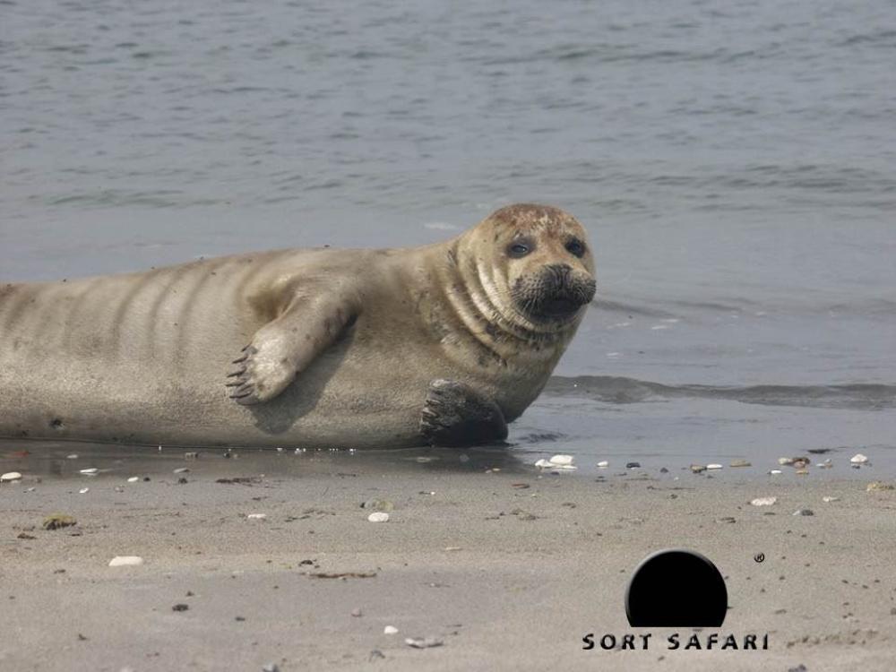 Seal Safari