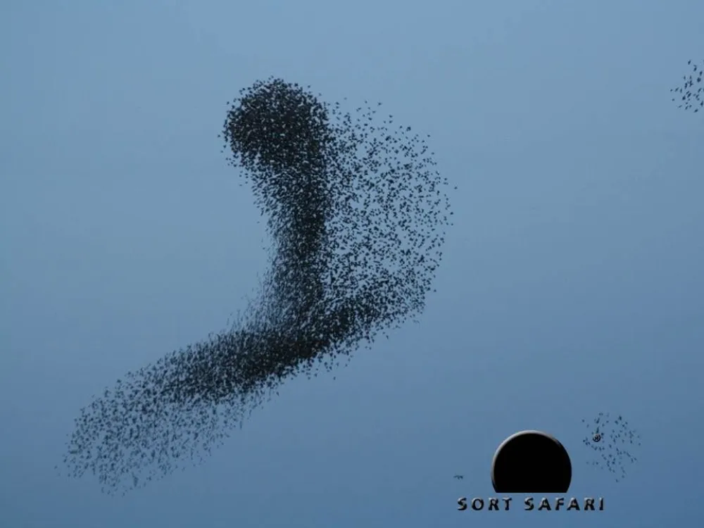 Black Sun - from Tønder
