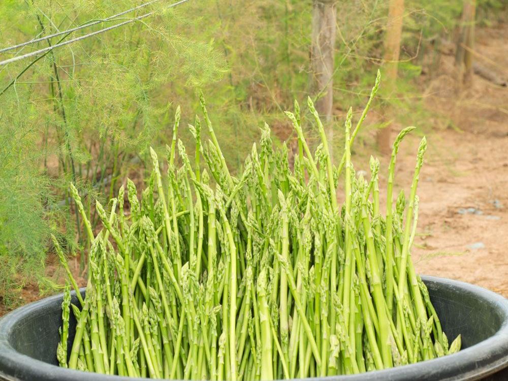 Skær asparges ved Lovtrup