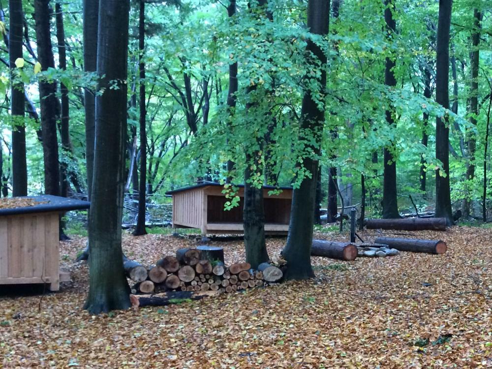 Shelters Kollund skov