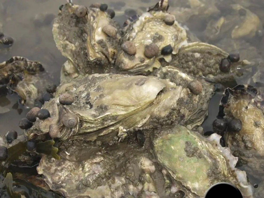 Oysters deluxe – Oyster Safari with deliciously prepared oysters and champagne