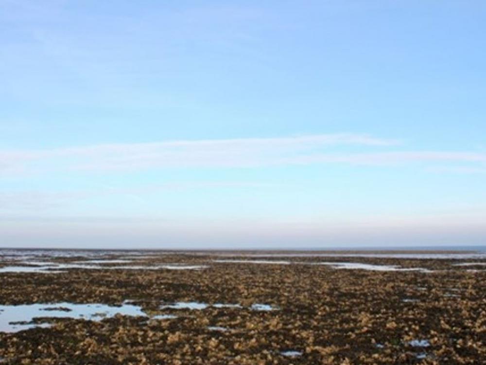 Oyster trip in the Wadden Sea – Gourmet experience with delightful drive in a tractor bus.