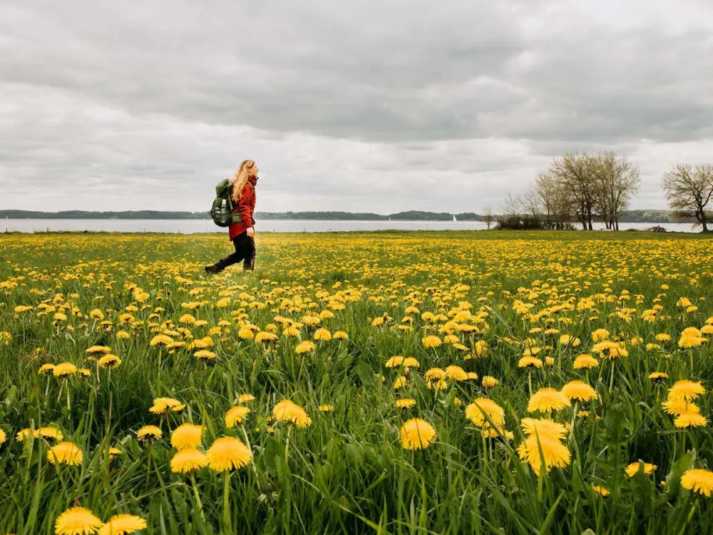 Mælkebøtter på Gendarmstien